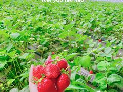 -甜心庄园·甜心草莓采摘园(西青中北店)