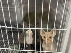 -山宅一喵德文卷毛猫舍