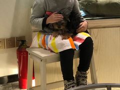 -momokira米努特·德文卷毛猫·棉花面纱犬