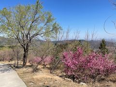 -北京西山国家森林公园