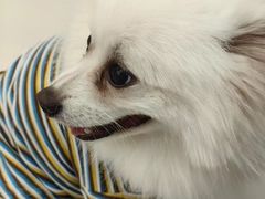 -怪兽屋·羊驼·猫咖·狗咖(俊华广场店)