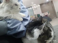 -派特宠物医院(圆融广场店)