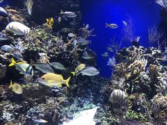 -新加坡海洋生态馆