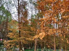 -桤木河湿地公园