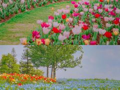 -上海辰山植物园