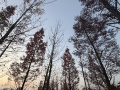 -两河城市森林公园