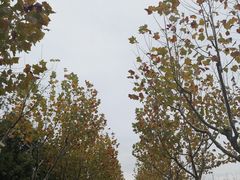 -上海山野camping·户外天幕烧烤·团建拓展营地
