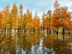 -白鹭湾湿地公园