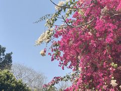 -攀枝花公园