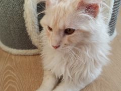 -猫腻·猫咖·撸猫馆(星光大道店)