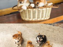 -柴犬高等学院·狗咖·柴犬售卖·宠物训练