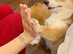 -柯斗斗主题餐厅·狗咖·围炉煮茶·茶饮(国瑞升平里店)