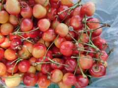 黄樱桃-北京清河镇农副产品交易市场中心
