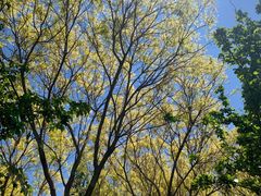 -大兴滨河森林公园