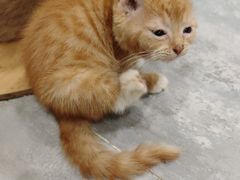 -楼上猫咖(罗湖店)