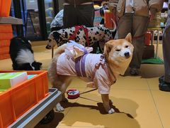 -MARSMART PETS火星宠物超市(1733店)