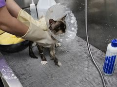 -北京观赏动物医院·24小时大型综合·猫专科·异宠专科
