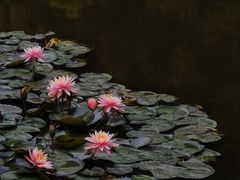 -深圳国际园林花卉博览园