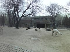 羊驼-北京动物园