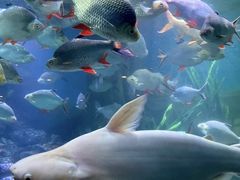 -上海海洋水族馆