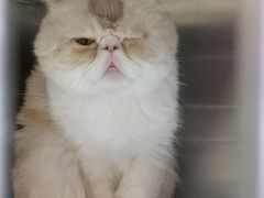 -艾贝尔宠物诊疗