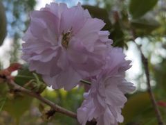 -南汇桃花村