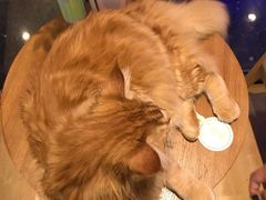 -藏猫猫咖啡主题馆(中央大道店)