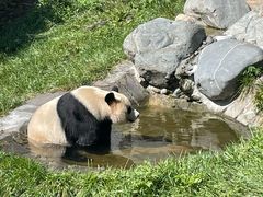 -卧龙中华大熊猫苑神树坪基地