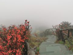 -梧桐山风景名胜区