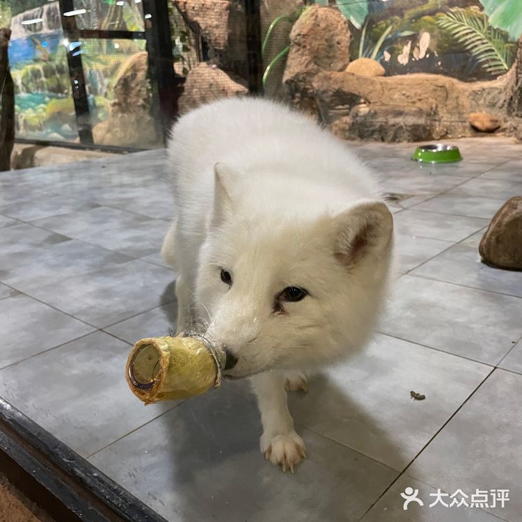 一家超好玩的萌宠乐园 遛娃好去处[调皮]