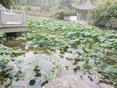 -莲湖公园
