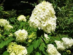 -上海滨江森林公园