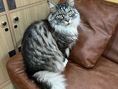 -MOCHA明星猫咖(田子坊店)