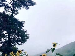 -武陵山森林公园