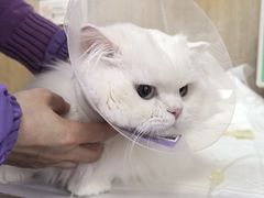 -北京观赏动物医院·24小时大型综合·猫专科·异宠专科