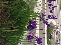 园博园-济南国际园博园