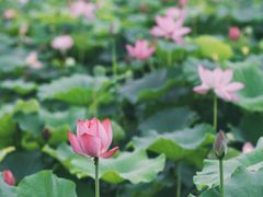 -荷塘月色湿地公园·向阳花洲