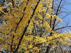 -三里屯东五街银杏大道