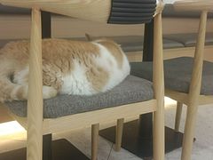 -喵园·猫主题咖啡厅·撸猫·猫咖(国贸店)