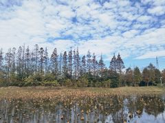 -上海长兴岛郊野公园