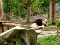 -都江堰中华大熊猫苑