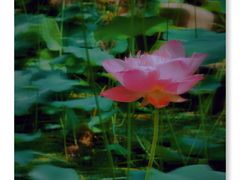 -陈家山荷花公园