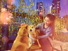 -柴犬高等学院·狗咖·柴犬售卖·宠物训练