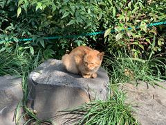 -西湖外事游船(花港观鱼码头)