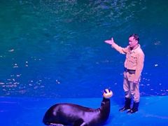 -芜湖新华联大白鲸海洋公园