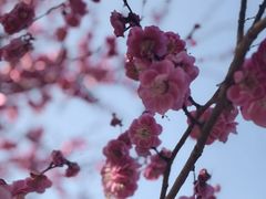 -香雪海