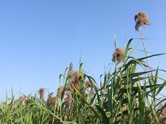 -芒洲湿地公园