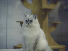 -BABIT巴比特宠物(MOMOPARK店)