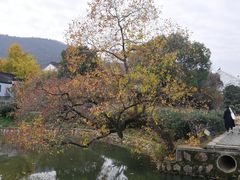 -树山生态村