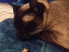 iphone_upload_pic-Sirena海妖日咖夜酒